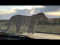 Leopard on top of a safari vehicle, Masai Mara Kenya. Safari experiences by Sunup Adventures