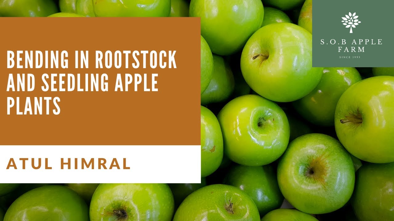 Topic-2 Bending in rootstock and seedling apple plants.