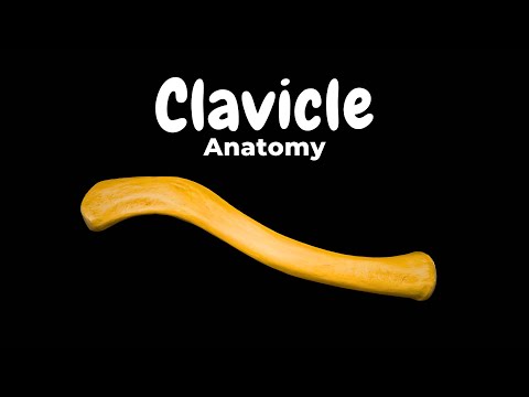 The Clavicle Collarbone Parts Joints And Common Injuries Clinical Anatomy 