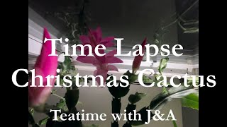 Christmas Cactus Bloom Time Lapse | 20 days in 100 seconds