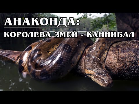 ANACONDA: Myths about the world&rsquo;s largest snake