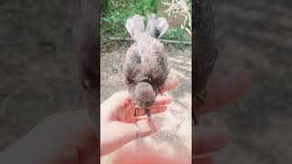 #peaceful #shorts #pets / Cute Bird Pet