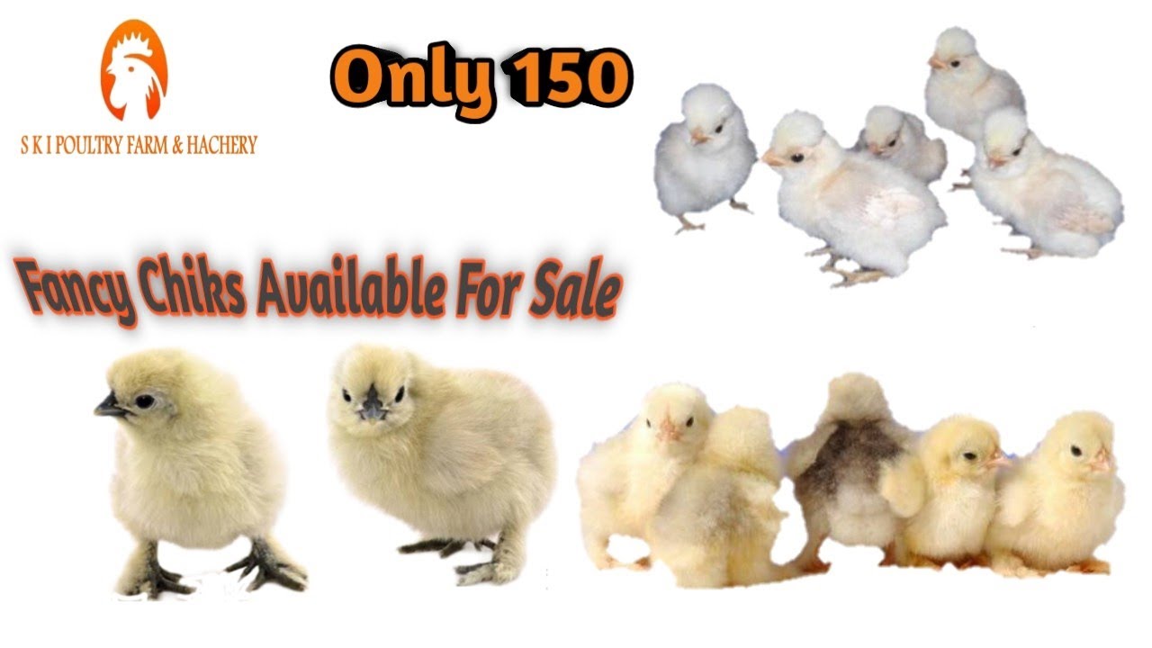 Fancy Chicks Available For Sale Mix Breed Chicks (Cochin bantam ,Silky