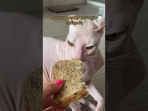 Разница между кошкой и собакой😂 #shorts #Shorts #pet #cat #dog #Funny animals