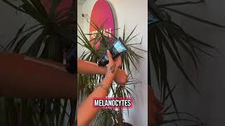 A Tanning Lotion That Tans You For 24 Hours | Science Meets Tanning