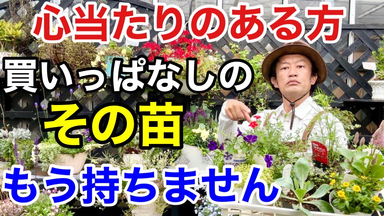 これだけで】買った苗をもう1ヶ月持たせる良い方法教えます 【カーメン