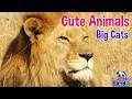 Animal Sounds for Kids 🐶🐱 | Amazing Animals Sounds &amp; Names | Fun Learning Video