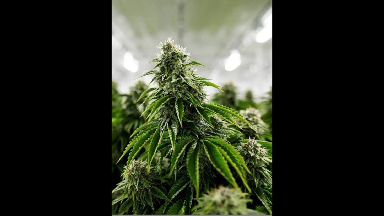 Dr. MACHEL EMANUEL'S INTERVIEW LIVE ON RADIO ANU