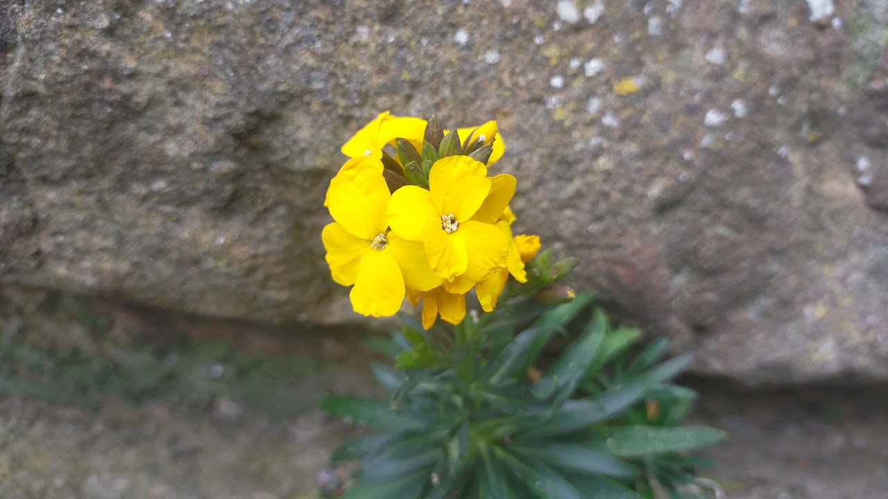 Erysium Cheiri - Yellow Wallflower growing almost without soil! OMG 1 Minute With A Flower  4K HD