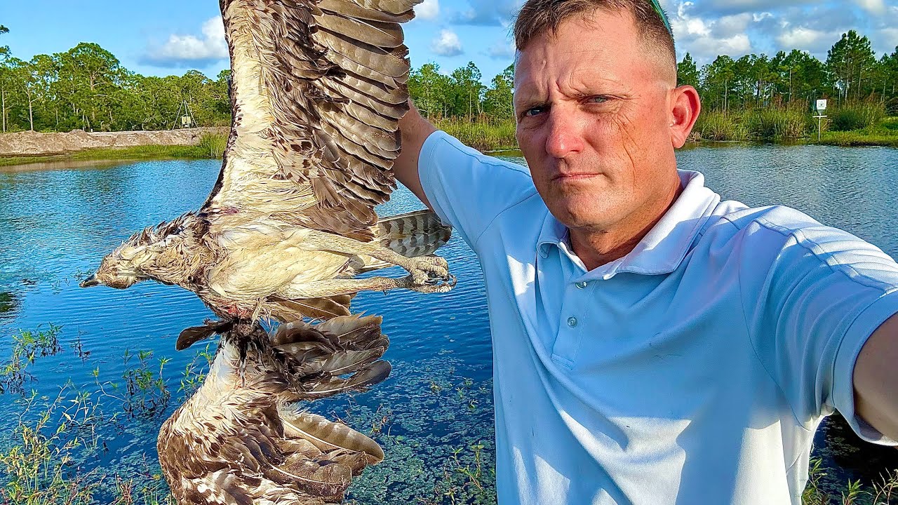 Alligators are Killing the Ospreys! {Catch Clean Cook} … — Transcript
