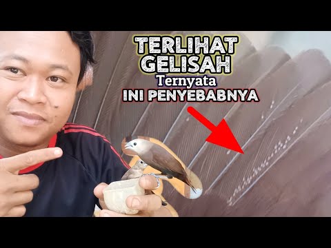 Si Emprit gelisah, Ternyata bulunya dipenuhi kutu, auto basmi sampai habis 😱😱😱