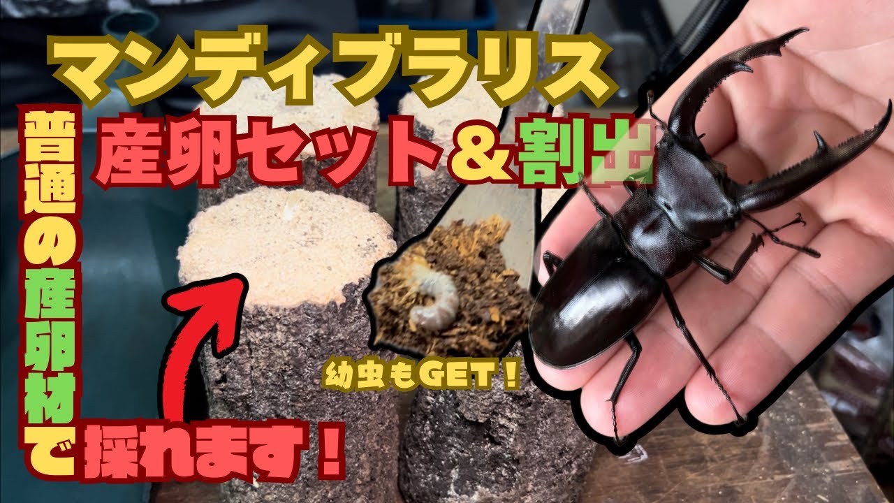 普通の産卵材を使って産卵セット＆割出し！材の選び方のポイントも解説します！【マンディブラリスフタマタクワガタ】