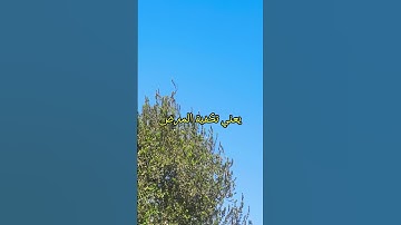 اقرا اخر ايتين من سوره البقره ستوريات القران الكريم #القرآن_الكريم #اكسبلور #المصحف #birds #تيك_توك