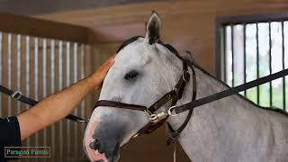 Ruidoso Downs Triple Crown Report Season2 E9 - July 23, 2024