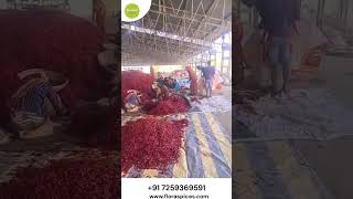 🌶️ Why Guntur is Called the Chilli Capital of India | The Global Hub of Dry Red Chilli Exports