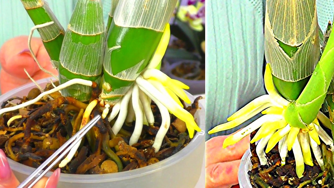 Для ЖИЗНИ и ЦВЕТЕНИЯ начинаю кормить Чёрную орхидею Катасетум сразу при пересадке!