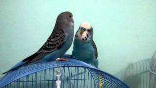 Declaratie De Dragoste Din Prima Zi