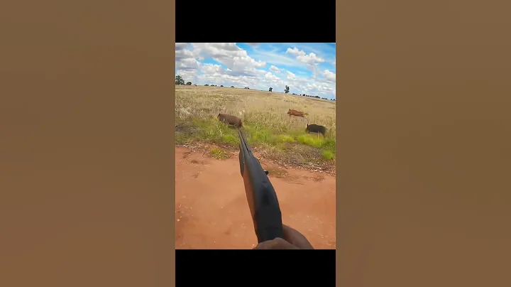 одной рукой и выстрел в дикого кабана – идеальный выстрел#hunting#chase #challenge#wildboar#chasse