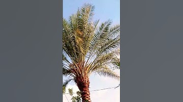 أجمل دعاء #حمزة_بوديب #سورة_الكهف #دعاء_حمزة_بوديب