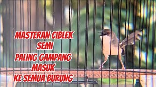 Download lagu Ciblek Semi Gacor nembak Ngebren variasi paling mudah di tirukan semua jenis burung 