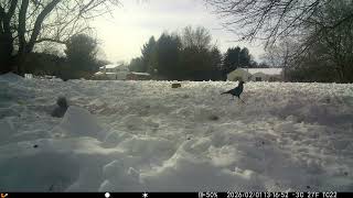 Archive Files of Trail Camera 2 Compilation 20260202 F
