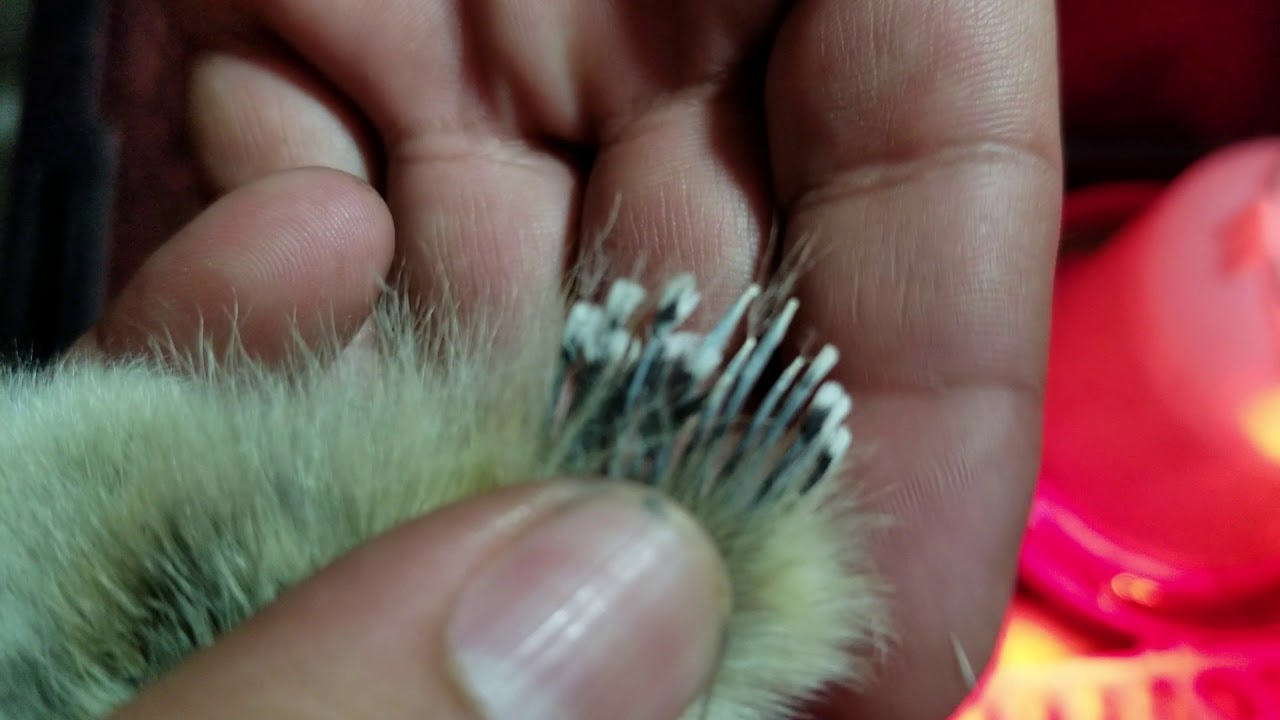 Americana chicks sexing video tsc