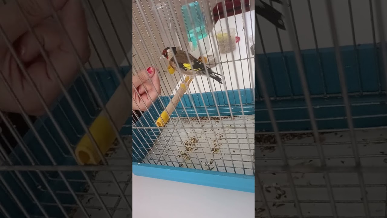 بعض المعلومات عن وفاة أنثى الحسون ربي يرحمها 🤲🥺