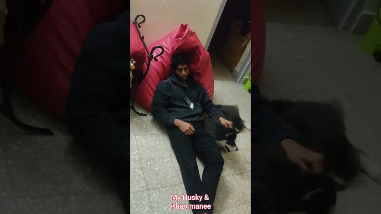 our family members Khao manee cat and Husky