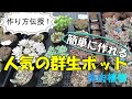 作り方伝授!人気の群生ポット♡ 簡単に作れますよー 多肉生産者「pukupuku taniku」
