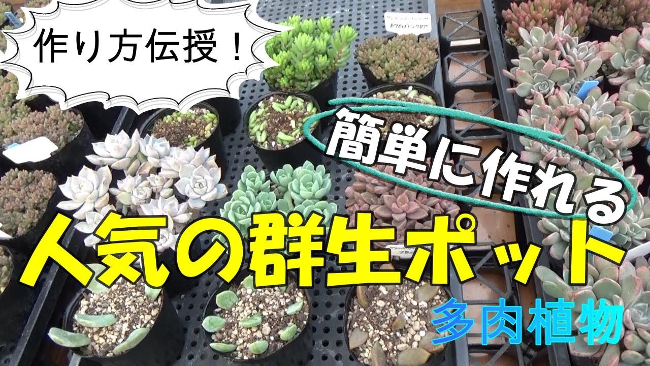 作り方伝授！人気の群生ポット♡ 簡単に作れますよー 多肉生産者