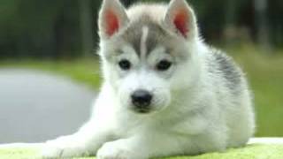 Cute puppy wallpapers screenshot 3