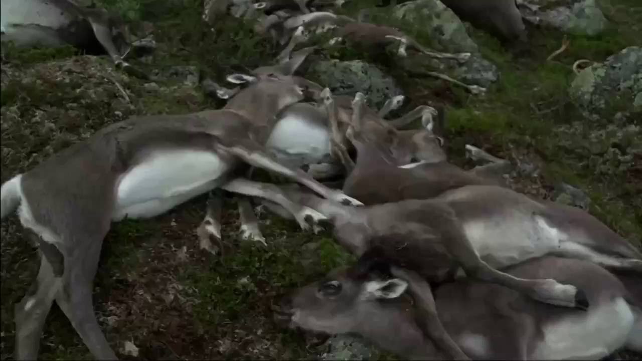 Mass death of wild reindeer reindeer pokemon