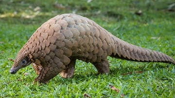 The Worlds Most Trafficked Animal (Pangolin)