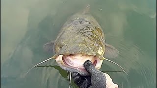 Trolling Through The Catfish Spawn