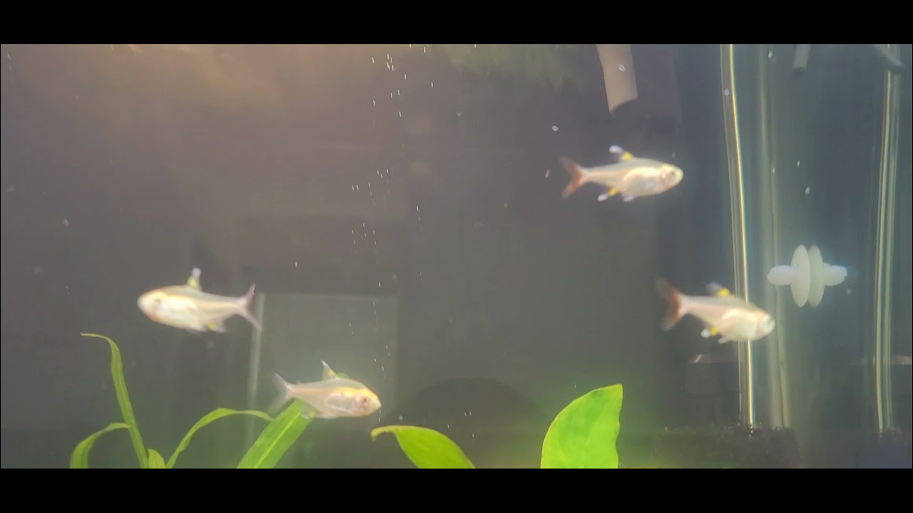 anubias pearling