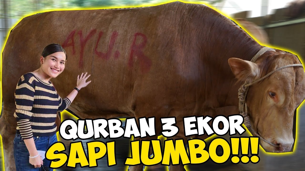 QURBAN 3 EKOR SAPI, AYU TING TING JADI TUKANG P0T0NG DAGING SEHARIAN!!!