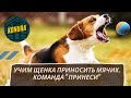 Учим щенка приносить мячик