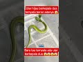 Ular hijau berkepala dua ‼️😱😱😱 #shorts #fyp #viralvideo #trending #hiburan #ular #animals #snake
