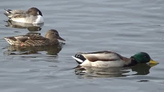 Mallard ( Anas platyrhynchos ) Males and Females in October and November 2023