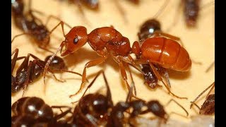 لماذا يموت النمل بعد موت ملكة النمل