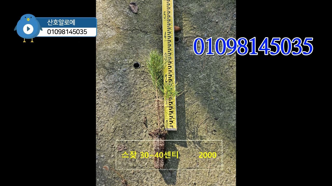 상수리나무   해송  편백나무  아까시나무  백자작 느티나무  묘목 판매  봄 한정