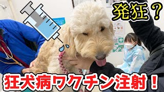 発狂？無反応？犬3匹狂犬病ワクチン予防接種したらどんなリアクション？【VLOG】- はねまりチャンネル