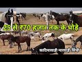 पुष्कर मेले में आए घोड़ों के होलसेल व्यापारी | pushkar mela 2021 | horse market | pkraj vlogs