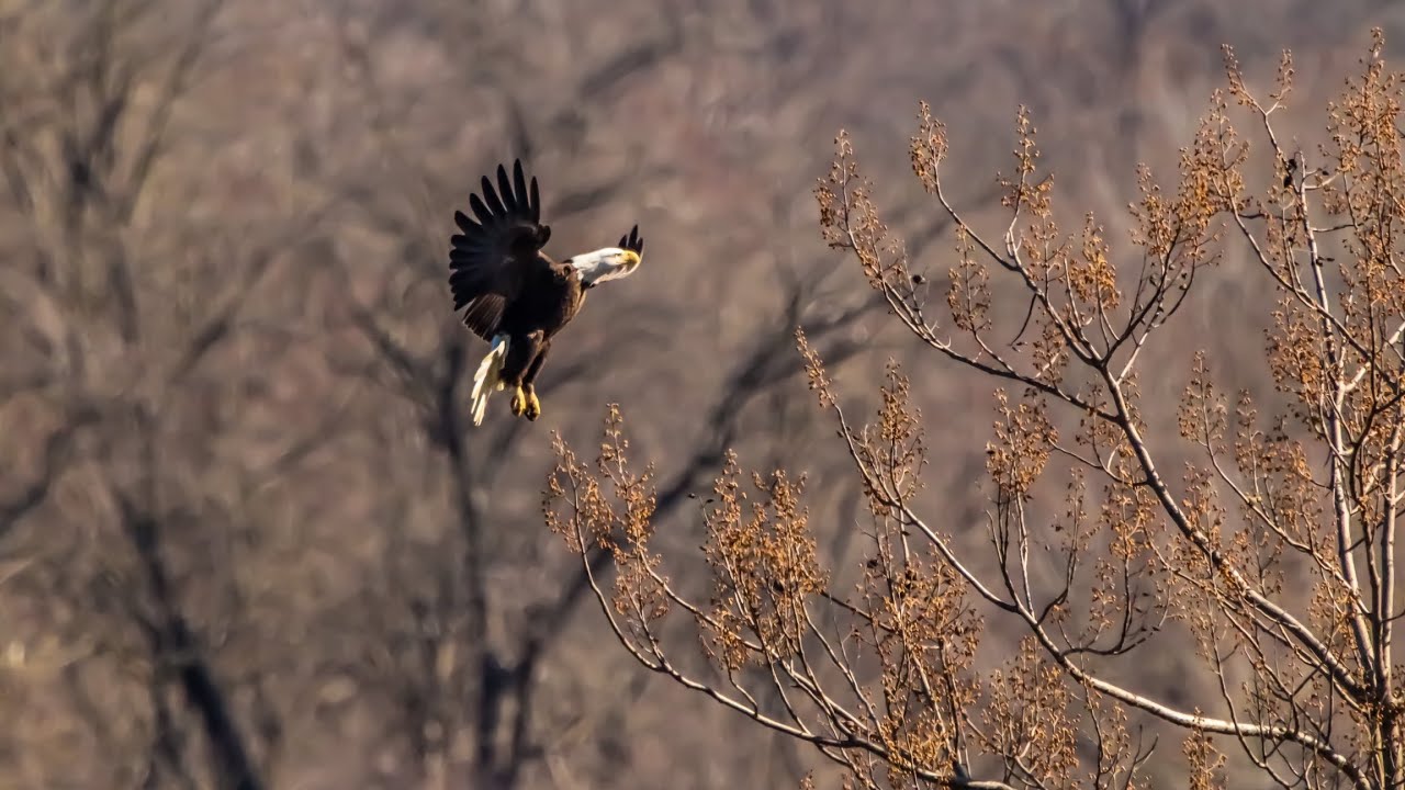 Conowingo Dam Eagles Day 1, and some of Day 2