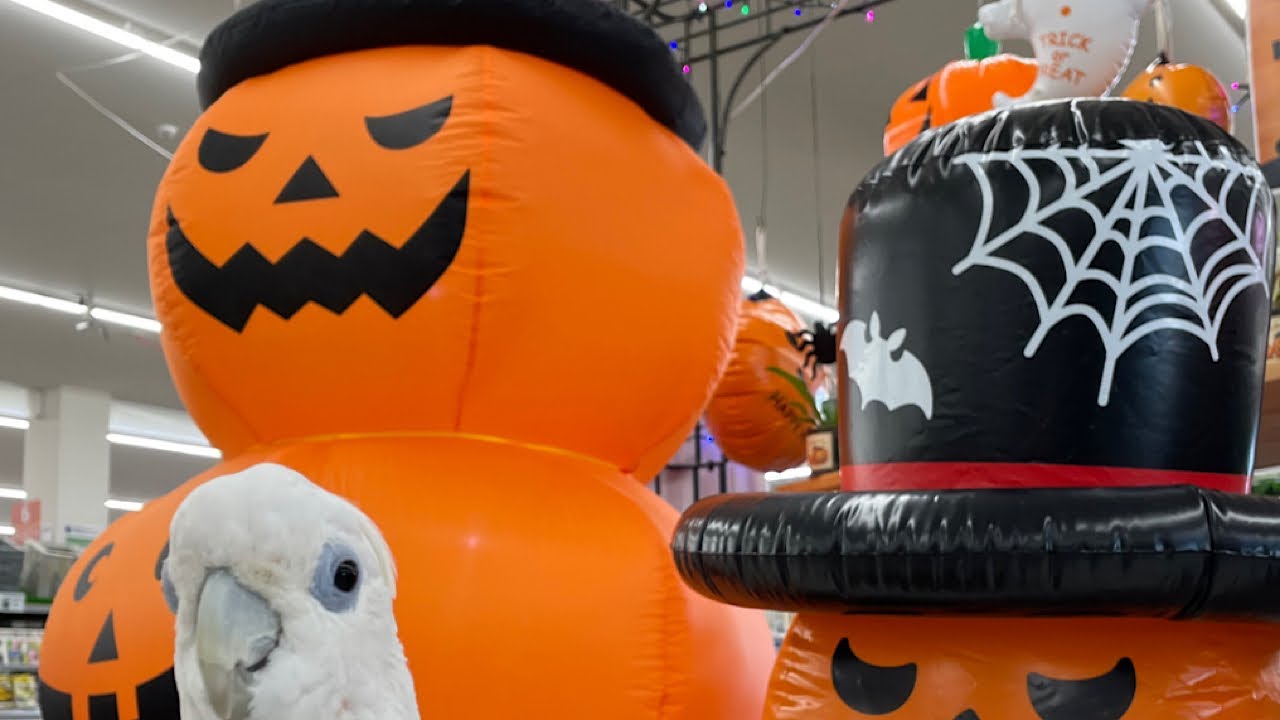 お買い物行ってるんるんのはずだった