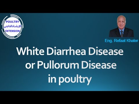 White Diarrhea Disease or Pullorum Disease in poultry