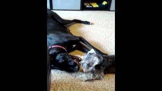Great Dane vs Mini Schnauzer