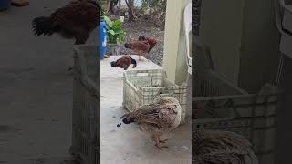 Hepsi Birden Kaşınıyor🥰