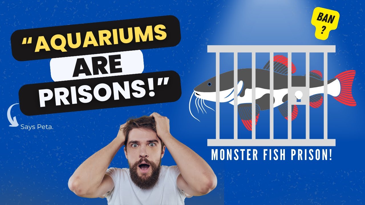 "Should These Fish Be Banned from Aquariums?"