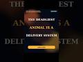 Why the World’s Deadliest Animal Is Really a Delivery System #thousandthings #facts #mosquitoes